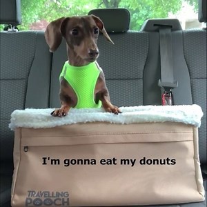 526K views · 23K reactions | If only every Dachshund could talk ...