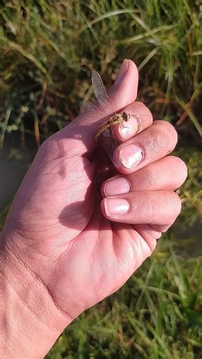 how to dragonfly flying