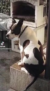 ... Sto cercando le parole giuste ma effettivamente non ci sono .. Ed in questi momenti si lascia parlare il cuore.. ...Ma i nostri cuori in questo momento sono inacazzati .. La storia di Mia...ora Maya ha lasciato da sempre un segno nelle nostre vite ,fu abbandonata agonizzante dopo esser stata investita in un campo a bordo strada.. Si perché nel 2000 l evoluzione non ha raggiunto tutti e lei ne ha pagato le conseguenze.. Dopo Svariati periodi passati tra box e cliniche arrivò per lei una famig