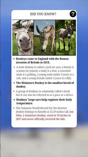 The Most Interesting Facts About Donkeys | #fact #facts #shorts