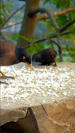 bird shows for cats to watch