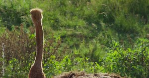 Panning Up of an Ostrich Sitting on Grasslands and Grass Swaying in the Wind