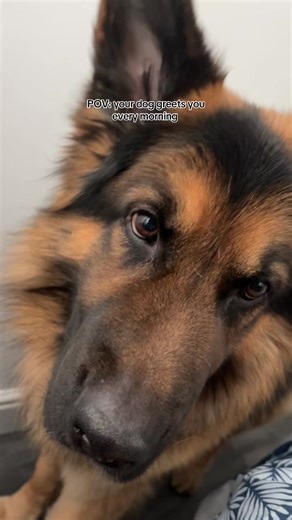 Adorable German Shepherd Puppy's Morning Greeting
