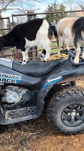 19K views · 124 reactions | #Goats #Goat #4Wheeler #ATV #FYP #Animals #FarmAnimals #Farm #Farmer #FarmLife #Funny #Kansas #Nebraska #Midwest #SouthDakota #Colorado #Iowa | femalefarmerrancher | Facebook