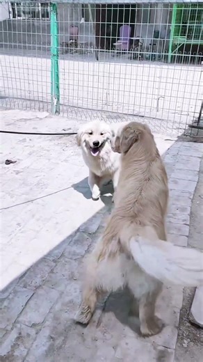 Dog Ability Training@# 1