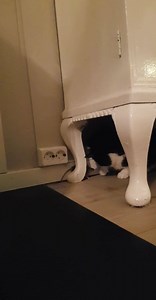 87 reactions · 10 comments | Hvis ingen går i fella, men passer seg for den, skal alle sammen snart få feire jul igjen....  Katta kom me musa, men musa va tøff ho, slo ifra sæ, så ho fikk en sjanse te, å får feire jul i skogen  | Øvermoen småbruk | Facebook