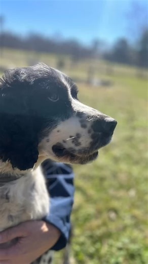 Mission K9 Rescue on Instagram: "This is Rina, she served as an explosive detection dog patrolling the border in Kuwait her whole life. She came to Mission K9 around early January of 2026, and she loves to play fetch, cuddle, and will never turn down belly rubs. She is good around other dogs! https://donate.missionk9rescue.org"