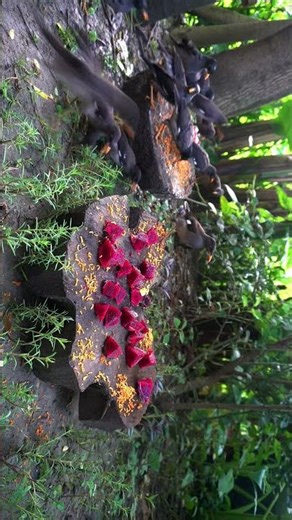 Birds videos for cats to watch play