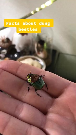 Interesting Facts About Rainbow Dung Beetles