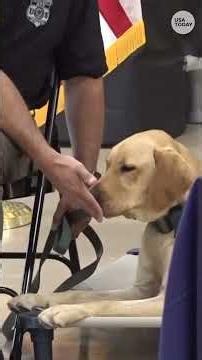 ATF bomb-sniffing dogs graduate in time to boost World Cup security