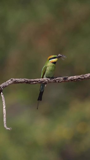31K views · 1.5K reactions | A rainbow bee-eater enjoying a dragonfly 﫢 Filmed by Vik D Photography www.instagram.com/vik_d_photography #ausgeo #rainbowbeeeater #birdlife #birdlovers #discoveraustralia #australianwildlife | Australian Geographic | Facebook