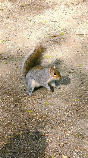 Cute Squirrel Moments That Will Melt Your Heart 🐿️❤️