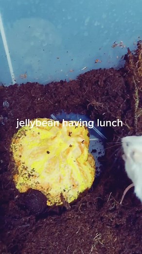 jellybean enjoying his lunch #pacmanfrog #frog #mice #feedingtime #smashing #albino #packsandpotions #jlreptiles #reptiles #anphibians