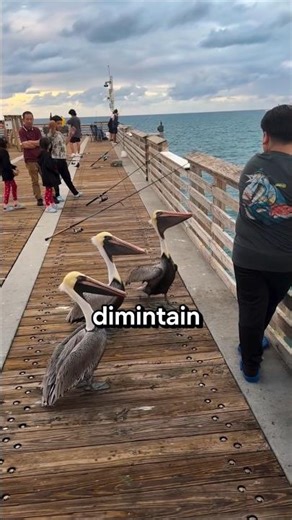 Interesting facts about pelicans!😱
