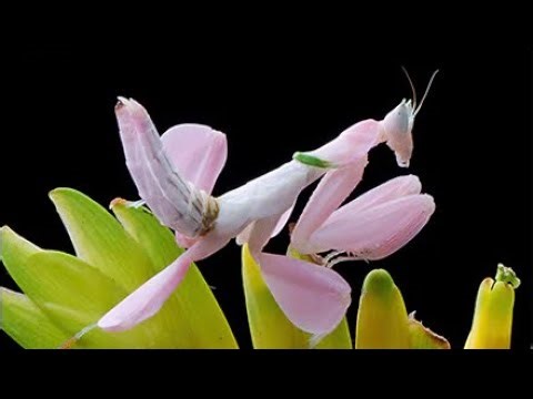 ¡MANTIS EXÓTICAS EN VIVO! PREPÁRATE PARA FLIPAR 🤯🕷️🔥