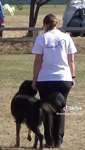 #howawart #dog #workingdog #dogsport #obedience