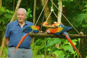 Stream It Or Skip It: ‘Life In Color With David Attenborough’ On Netflix, An Exploration Of How Wildlife Communicates Using Colors