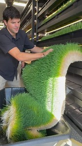 FarmBox Foods on Instagram: "Satisfying! Each tray of barley fodder weighs around 120 lbs. A daily harvest of 7 trays feeds 25-30 horses, 30-35 cows, 150-200 goats, and scores of chickens. #grassfed #sustainability #CEA #agtech #farming #ranching #fodder #farmlife #horses #equine #ranch #ranchlife #livestock #4H #barley #barleygrass #sustainable #farm #reel #reels #reelsvideo #reelsviral #reelsinstagram #instagramreels #viral #viralvideos #explore #explorepage #hydroponics #innovation"
