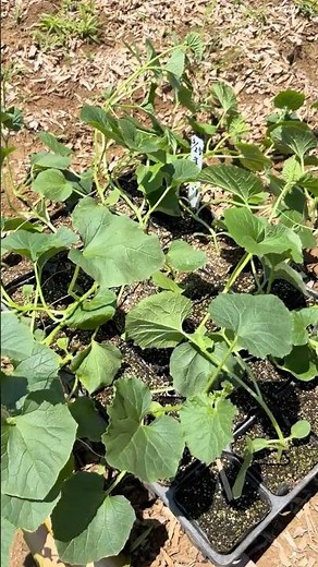 自家採取のマクワウリ。苗も長く伸びて来たので、畑に定植します。無農薬栽培なので、あんどんでウリハムシを防御します。