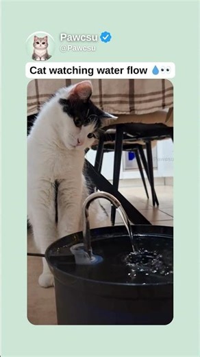 Cat watching water flow 💧👀