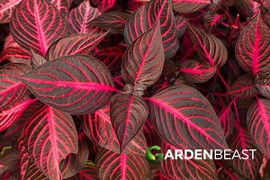 Bloodleaf Guide: How to Grow & Care for "Iresine Herbstii"