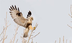 Rough-Legged Hawk (Rough-Legged Buzzard)