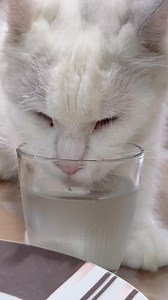 Amber et sa passion absolue…boire dans un verre d eau. Et oui quand on se prend pour une reine on ne va pas boire dans une simple gamelle, du coup elle réclame son propre verre à table bien entendu. 🤣 | Maine Coon Of Magic Arcadia