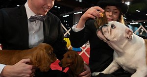 Seven adorable puppies competed in a dog show — but only one could be crowned Best in Show