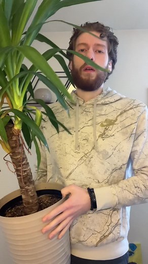 Indoor Yucca Plant Care Guide: Tips for Healthy Growth