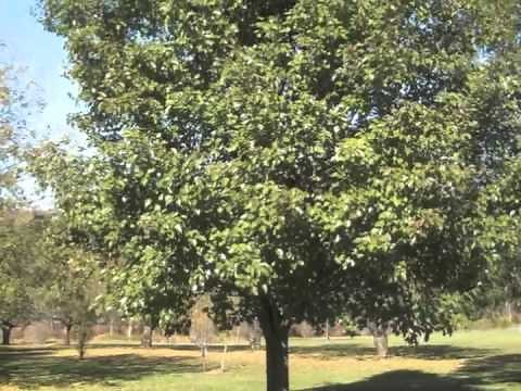 Pyrus calleryana Aristocrat Pear