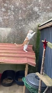 Cat's Falling #cats_of_world #Kitty #funnycatvideos #cat #catsoffacebook #FunnyCats #cats #kitten #catlover #kittens | Meow Meow