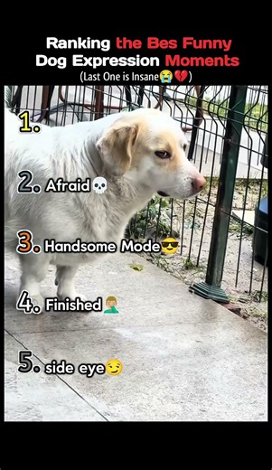Ranking the Best Funny Dog Expression Moments