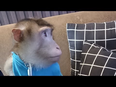 beruk jumbo tergalak turun gunung