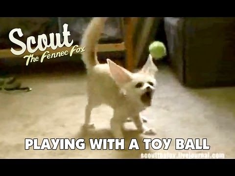 Scout The Fennec Fox Playing W Doggie and A Toy Ball