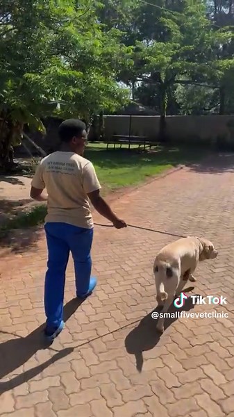 Pet Carrier Services from Nairobi to the Netherlands