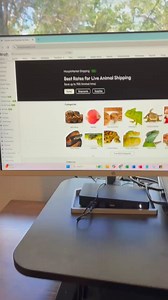 11K views · 57 reactions | MorphMarket on Reels | Facebook