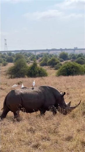 Beautiful African Wildlife Scenery – Nature at Its Best 🌿🦁 #wildlife #safari #africa
