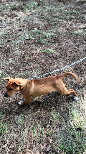 Debo: The 4-Month-Old Pitbull with Big Personality