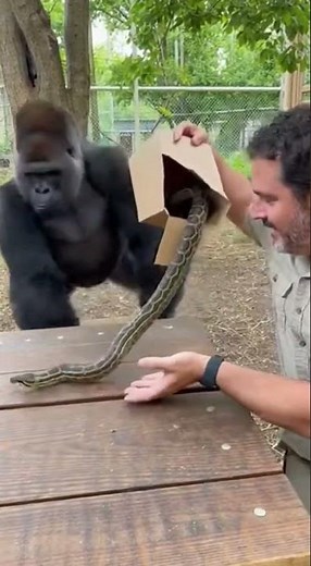 Surprising Zoo Encounter: Gorilla Meets Snake! #ZooAdventure #GorillaSurprise #WildlifeShenanigans