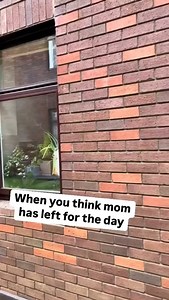 65K views · 1.6K reactions | Cats get soooo high on spider plants!...