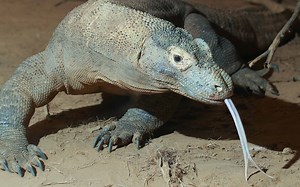 Discover 42 Amazing Zoos Where You Can See Komodo Dragons