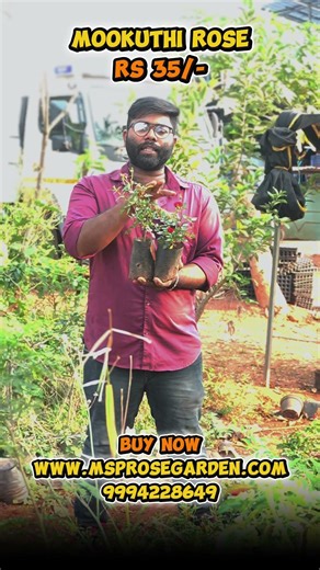 Rs.35/- only! Mini Red Rose Plant #roseoffer #minired #gardening #mallipoo