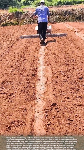 Simple Farming Steps: Tilling the Land and Sowing Seeds #gardening #farming