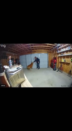 Golden Retriever Pulls Owner Away Seconds Before Paint Thinner Explosion