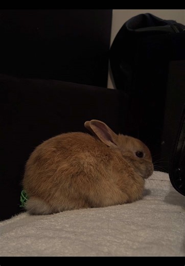 Cute Bunny Binky Moments Featuring Netherland Dwarfs