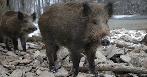Après Fukushima, de curieux porcs hybrides ont été retrouvés dans la zone désertée