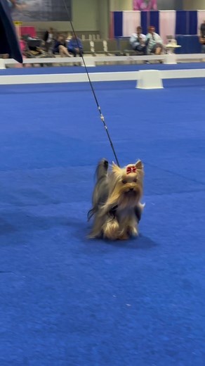 Yorkie Dog Show Competition in Orlando, Florida