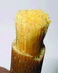Miswak Stick: The All Natural Toothbrush