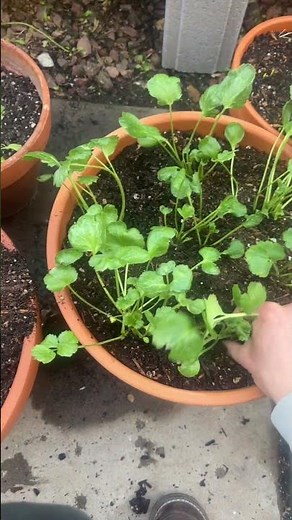 Growing ranunculus in containers and bulb crates