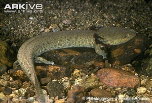 Common mudpuppy - Alchetron, The Free Social Encyclopedia